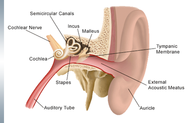 Parts of Ear